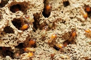 termite-300x200.jpg