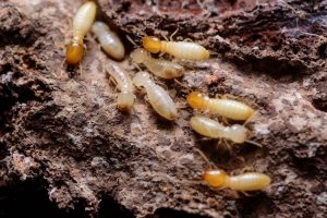 termite