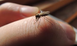 mosquitoes-300x179.jpg