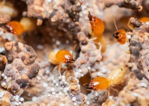 termite-2-300x214.jpg