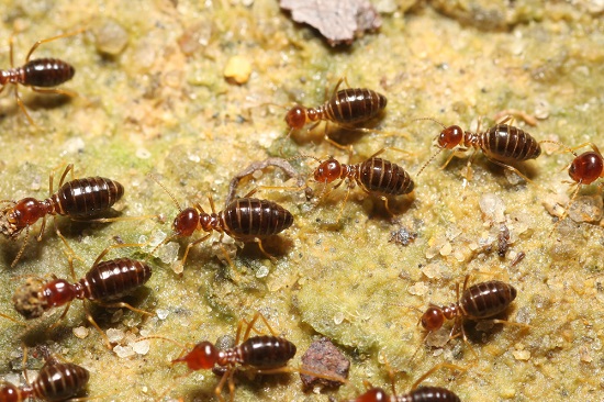 termite services
