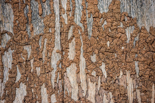 termite treatment Myrtle Beach