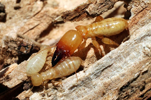 termite control myrtle beach