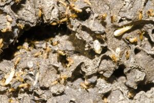 termites-300x201.jpg
