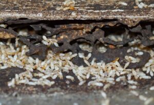 termite control conway sc