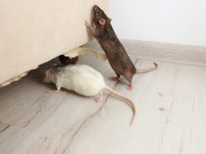 mice infestation