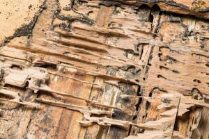 Termite-2-300x200.jpg