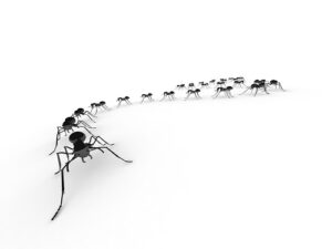 ants-2-1-300x225.jpg