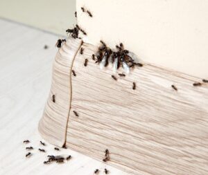 ant infestatation