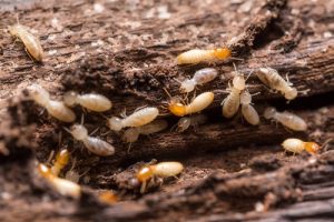 termite-2-300x200.jpg