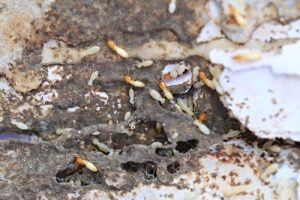 termite-infestation-2-300x200.jpg