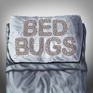bed-bugs-1-300x300.jpg