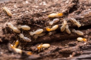 termite service